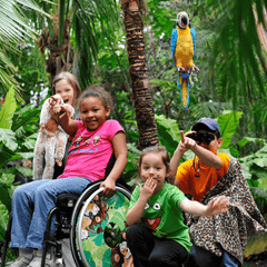 ZIPPIE Simba Rigid Wheelchair - Millercare